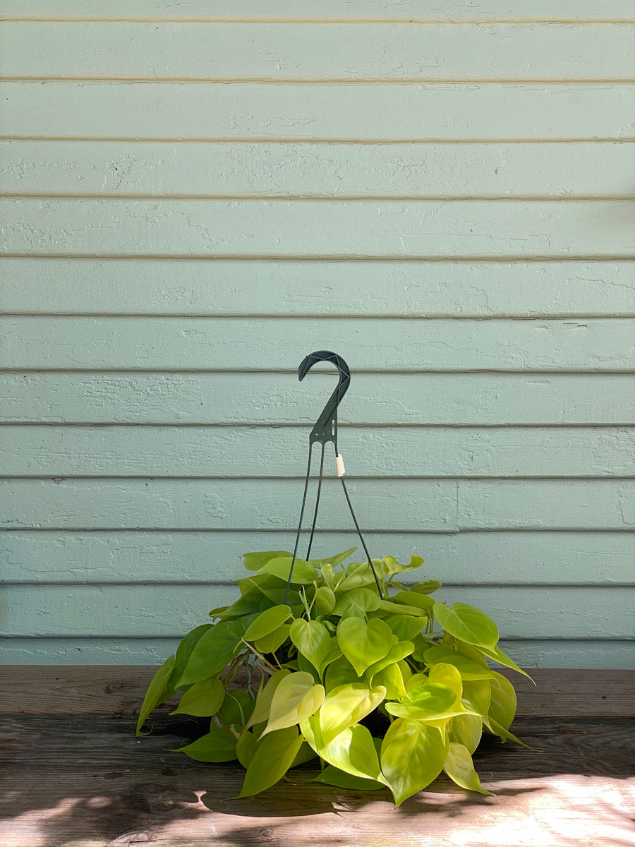Philodendron Neon Cordatum – Mickey Hargitay Plants