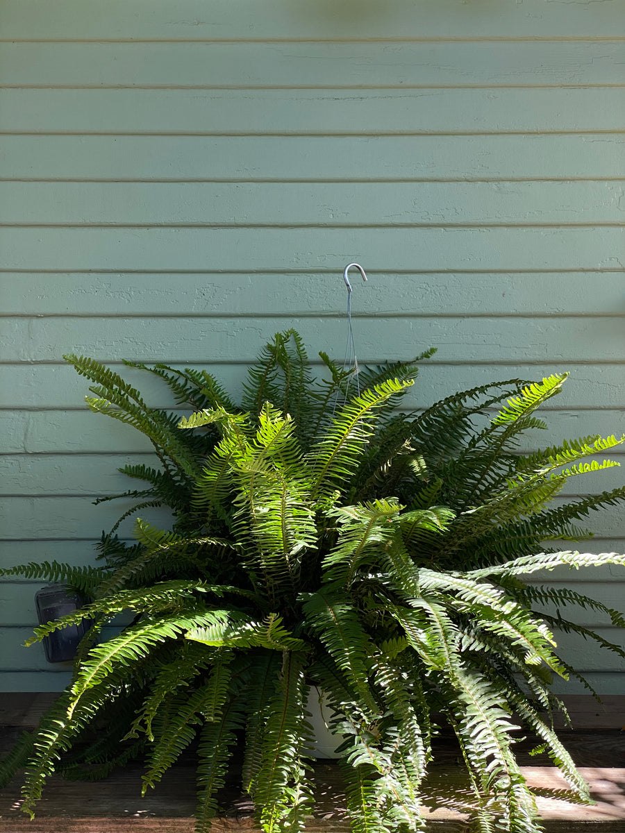 シナリー　LFティント　NFエミリッキー様 Kimberly Fern – Liberty Landscape Supply