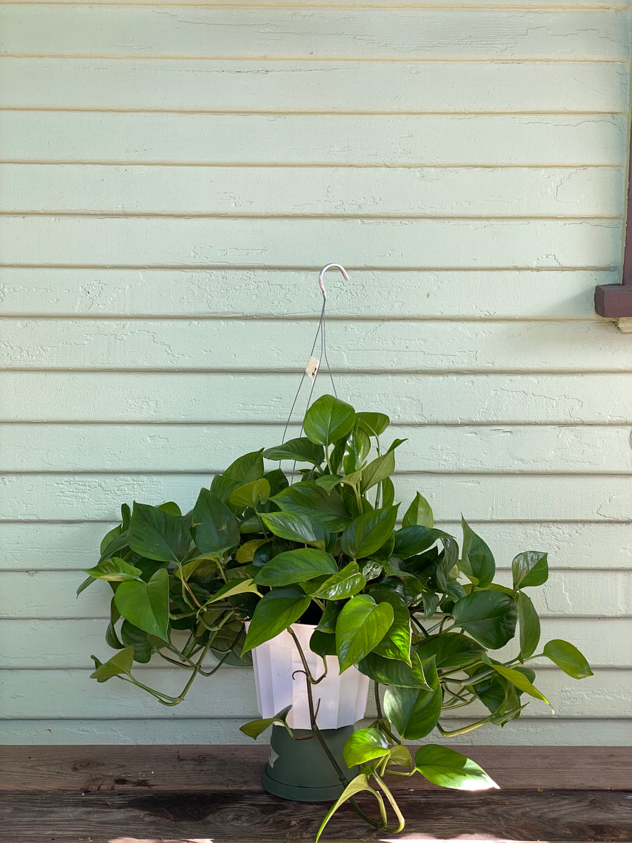 pothos green queen Epipremnum aureum | Green Queen Pothos