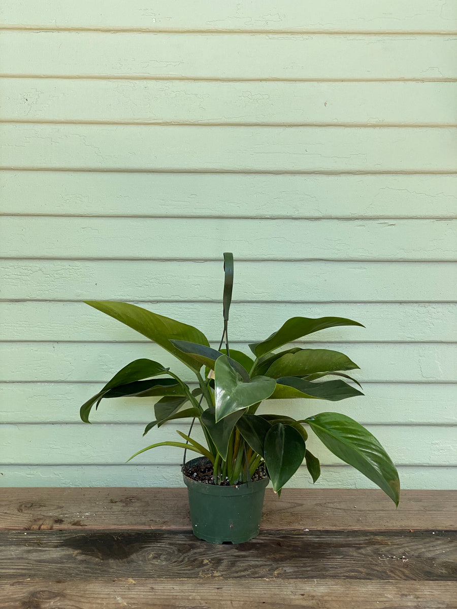 green congo philodendron height Philodendron Congo
