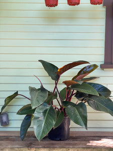 Philodendron Congo - Rojo - Mickey Hargitay Plants