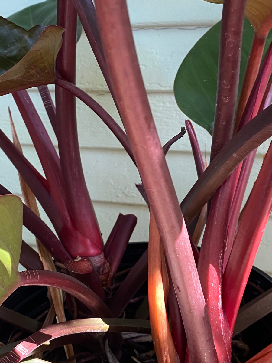 Philodendron Congo | Rojo  Mickey Hargitay Plants