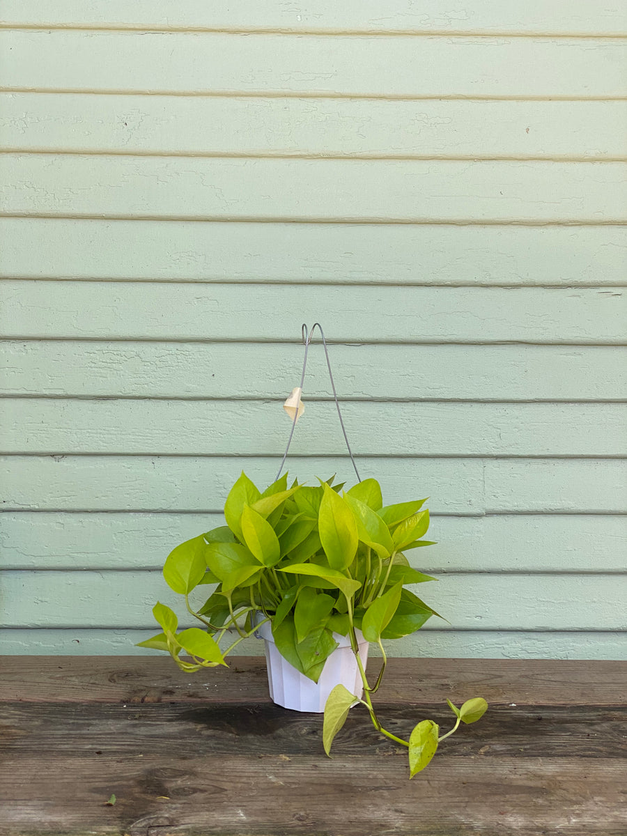 Epipremnum aureum