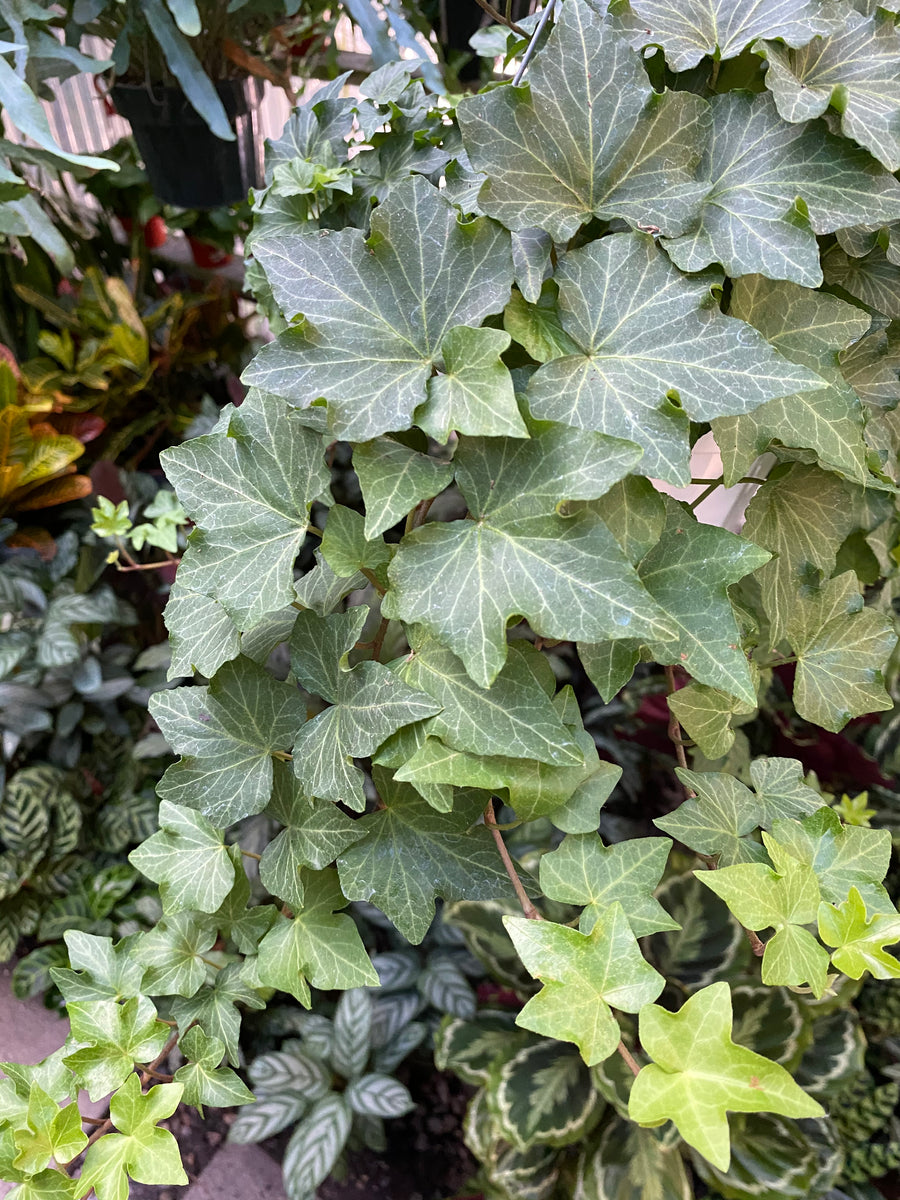 Hedera helix | California Ivy | Mickey Hargitay Plants, image size:900x1200