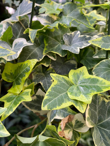 English Ivy - Goldchild - Mickey Hargitay Plants