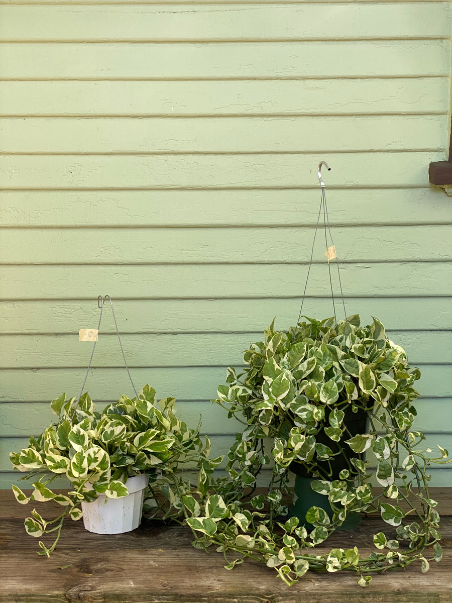 pothos potted plant Epipremnum aureum