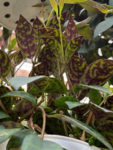 Load image into Gallery viewer, Black Pagoda Lipsick Plant - Mickey Hargitay Plants