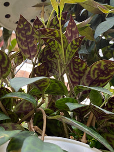 Black Pagoda Lipsick Plant - Mickey Hargitay Plants