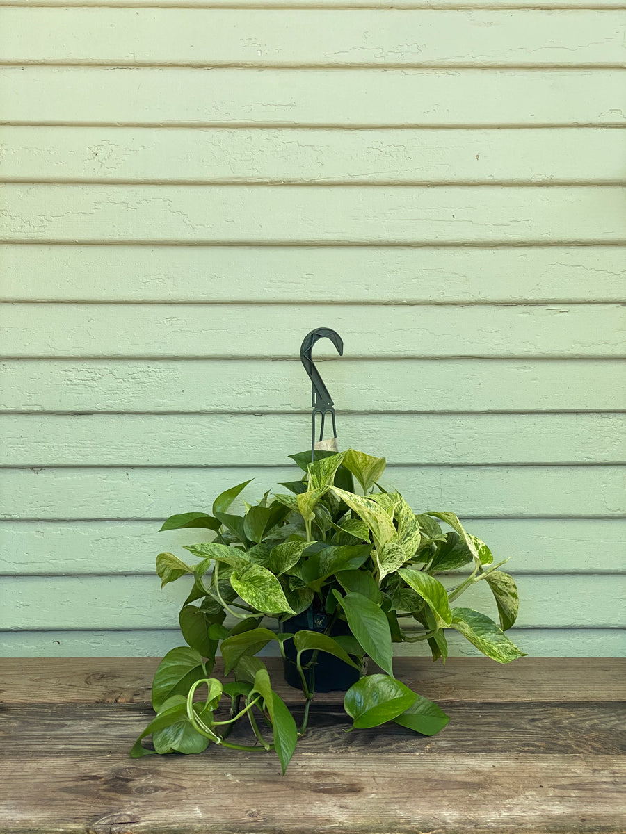 30 45cm marble queen pothos epipremnum in hanging 15cm pot Epipremnum aureum | Marble Queen Pothos