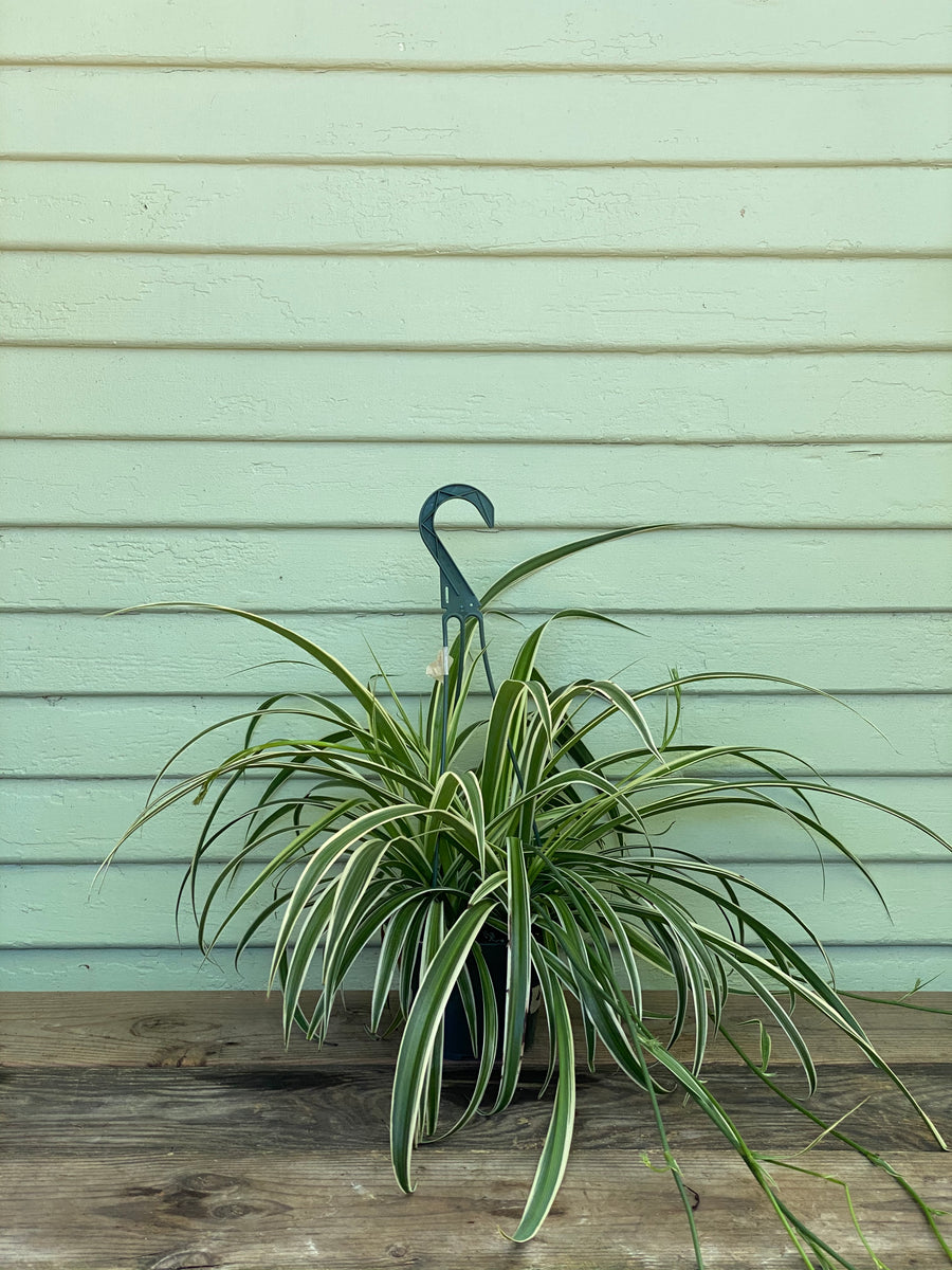 non variegated spider plant Chlorophytum comosum | Reverse Variegated Spider Plant
