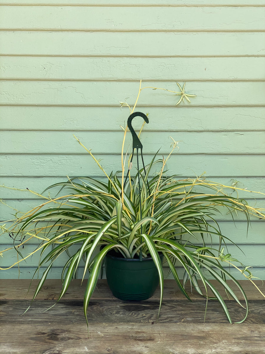 spider plant variegated ocean Chlorophytum comosum | Variegated Spider Plant