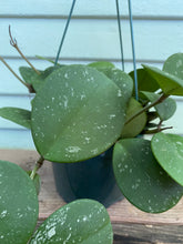 Load image into Gallery viewer, Hoya Obovata - Mickey Hargitay Plants