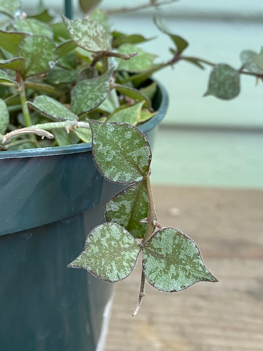 Hoya Curtisii | Wax Plant | Mickey Hargitay Plants