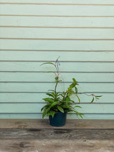 Load image into Gallery viewer, Hoya Pubicalyx - Mickey Hargitay Plants