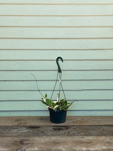 Hoya Krimson Queen -Tri Color - Mickey Hargitay Plants