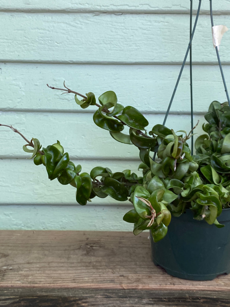 Hoya Compacta - Mickey Hargitay Plants