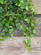 Load image into Gallery viewer, Creeping Fig - Green - Mickey Hargitay Plants
