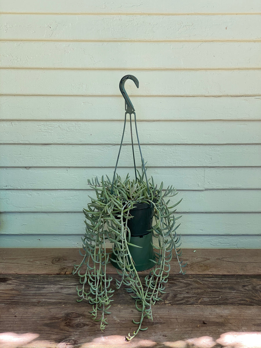 Senecio radicans - Trailing Fish Hooks