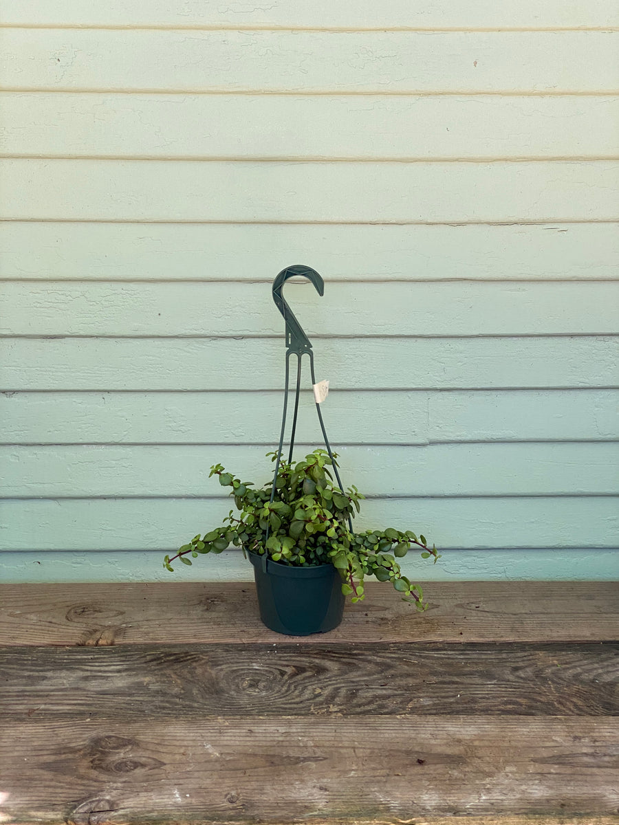 trailing elephant ear plants small Portulacaria afra 'minima' - Trailing Elephant Bush