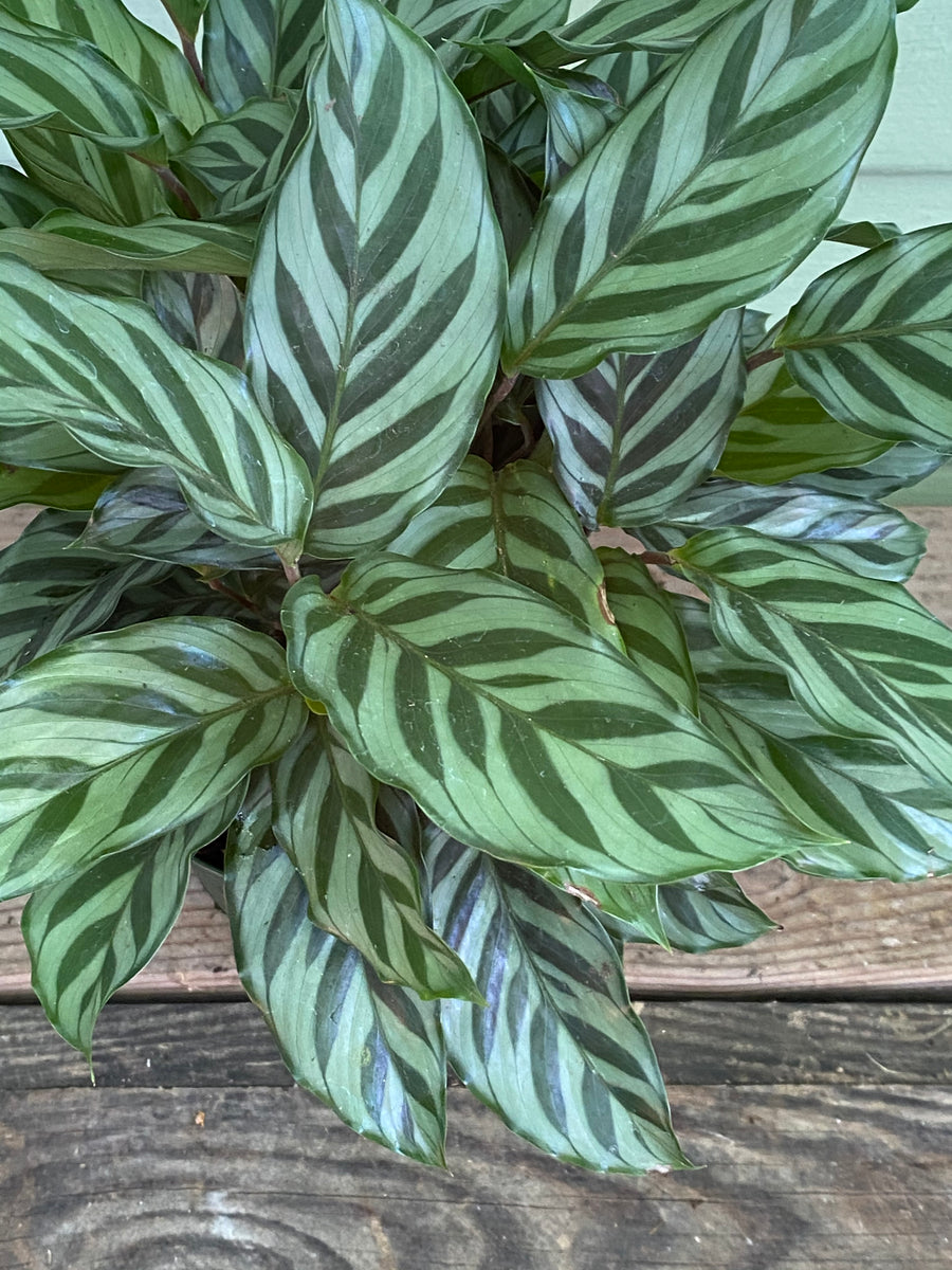 Calathea Concinna Freddie