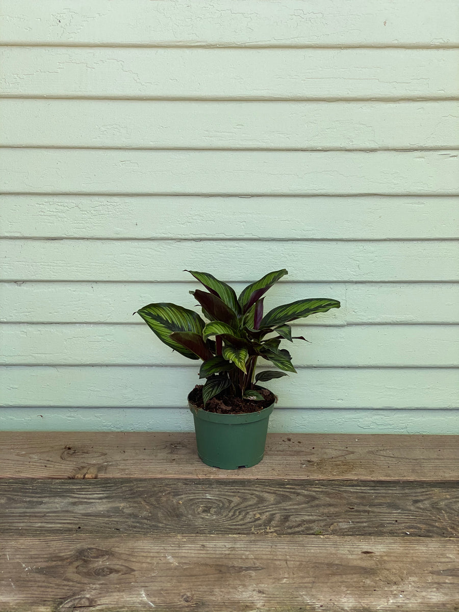 Calathea ornata - Beauty Star