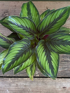 Calathea Beauty Star - Mickey Hargitay Plants