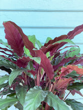 Load image into Gallery viewer, Calathea Velvet - Mickey Hargitay Plants