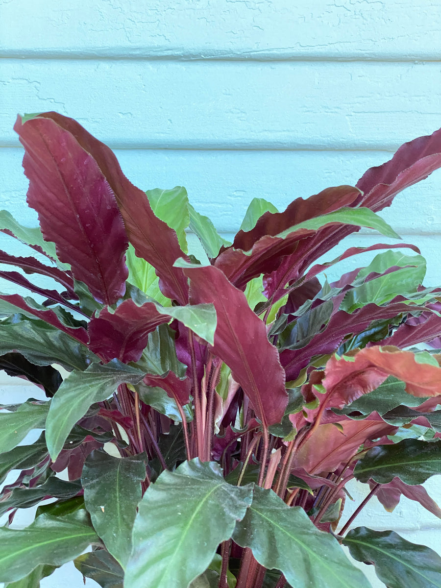 Calathea rufibarba - Velvet Calathea