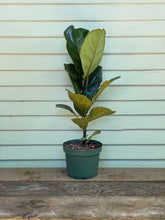 Load image into Gallery viewer, Fiddle Leaf Fig - Column - Mickey Hargitay Plants