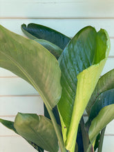 Load image into Gallery viewer, Giant Bird of Paradise - Mickey Hargitay Plants