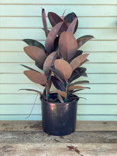Load image into Gallery viewer, Ficus elastica - Burgundy - Mickey Hargitay Plants