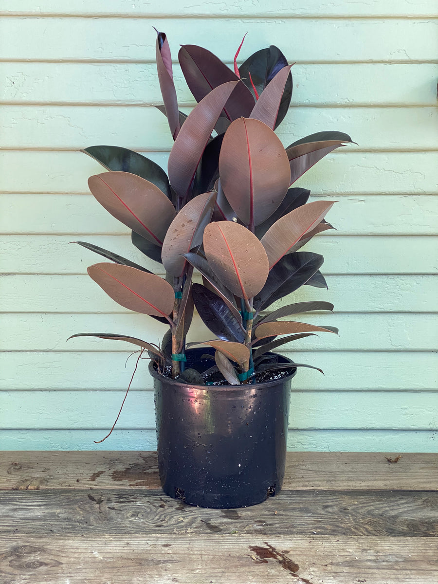 Rubber Plant | Ficus elastica | Burgundy