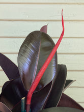 Load image into Gallery viewer, Ficus elastica - Burgundy - Mickey Hargitay Plants