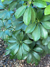 Load image into Gallery viewer, Schefflera arboricola - Green - Mickey Hargitay Plants