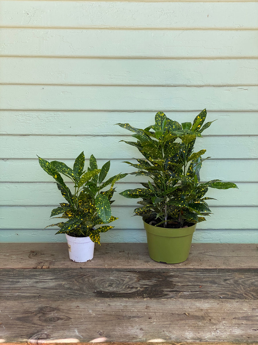 house plant shop croton 'gold dust Codiaeum variegatum | Croton Gold Dust
