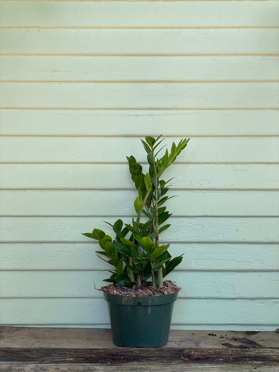 Zamioculcas Zamiifolia | ZZ Plant | Mickey Hargitay Plants