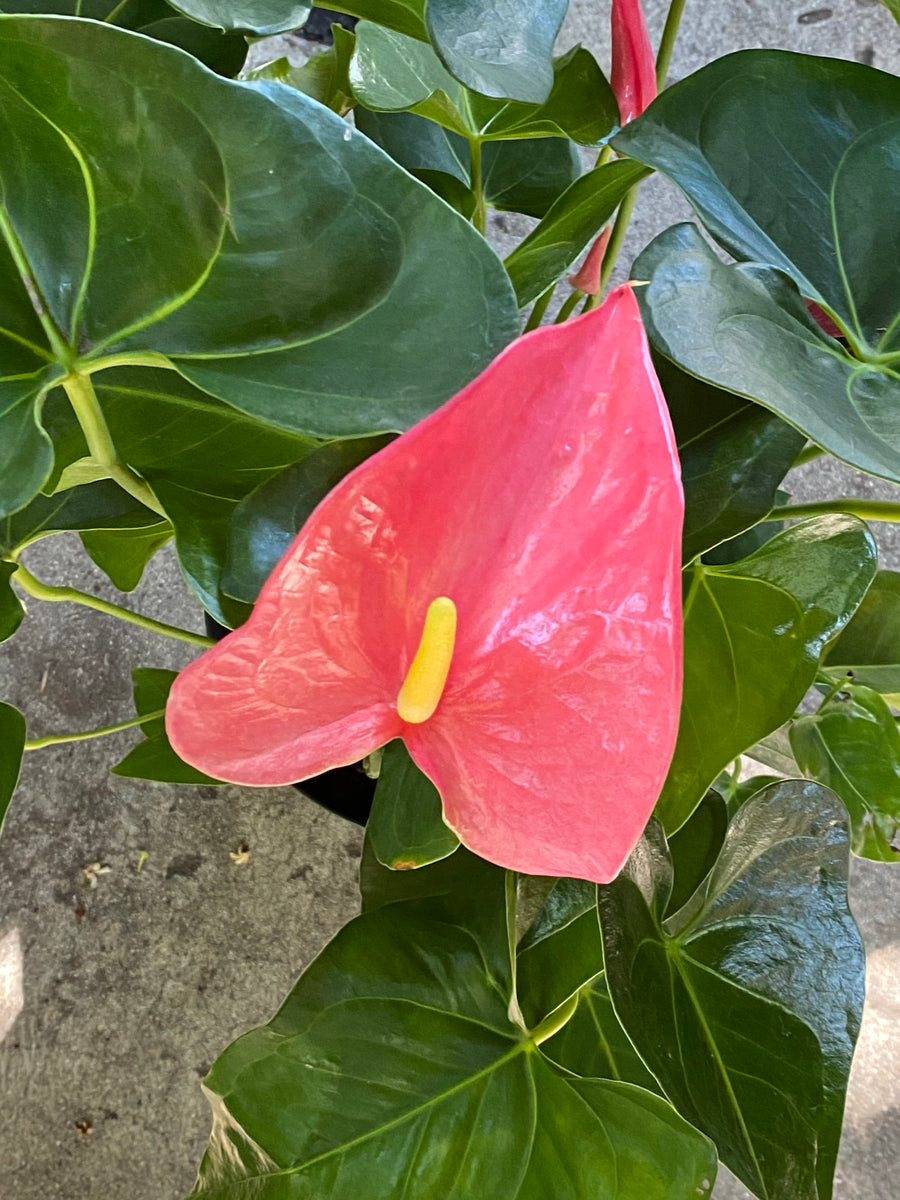 Anthurium - Pink or Red Flamingo