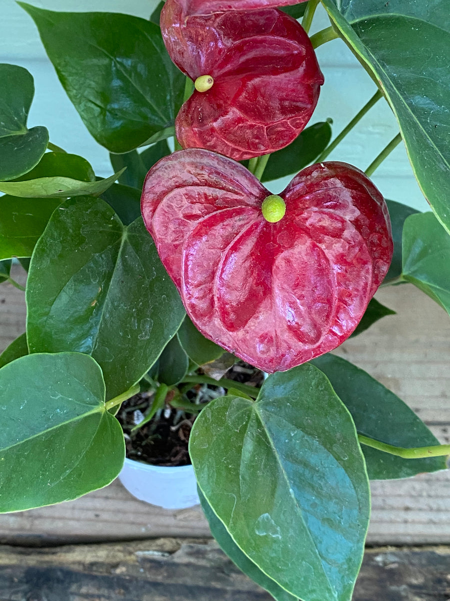 Anthurium - Pink or Red Flamingo