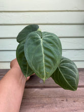 Load image into Gallery viewer, Syngonium Macrophyllum - Frosted Heart