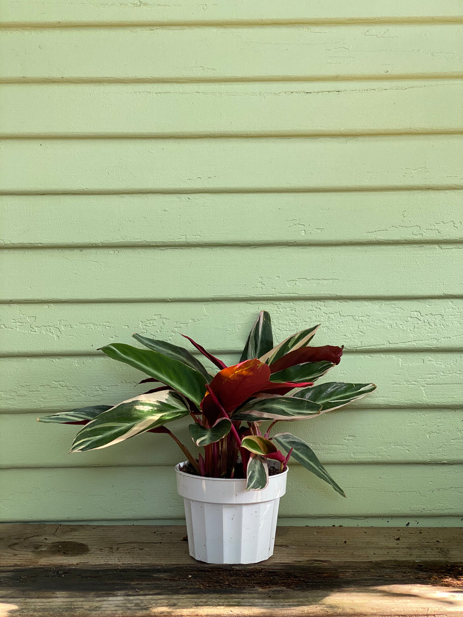 Stromanthe Triostar