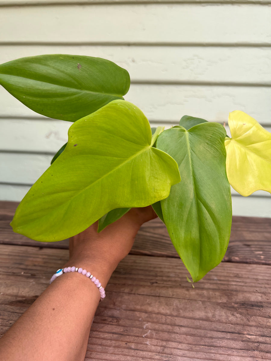 philodendron goldie eye Philodendron Golden Violin