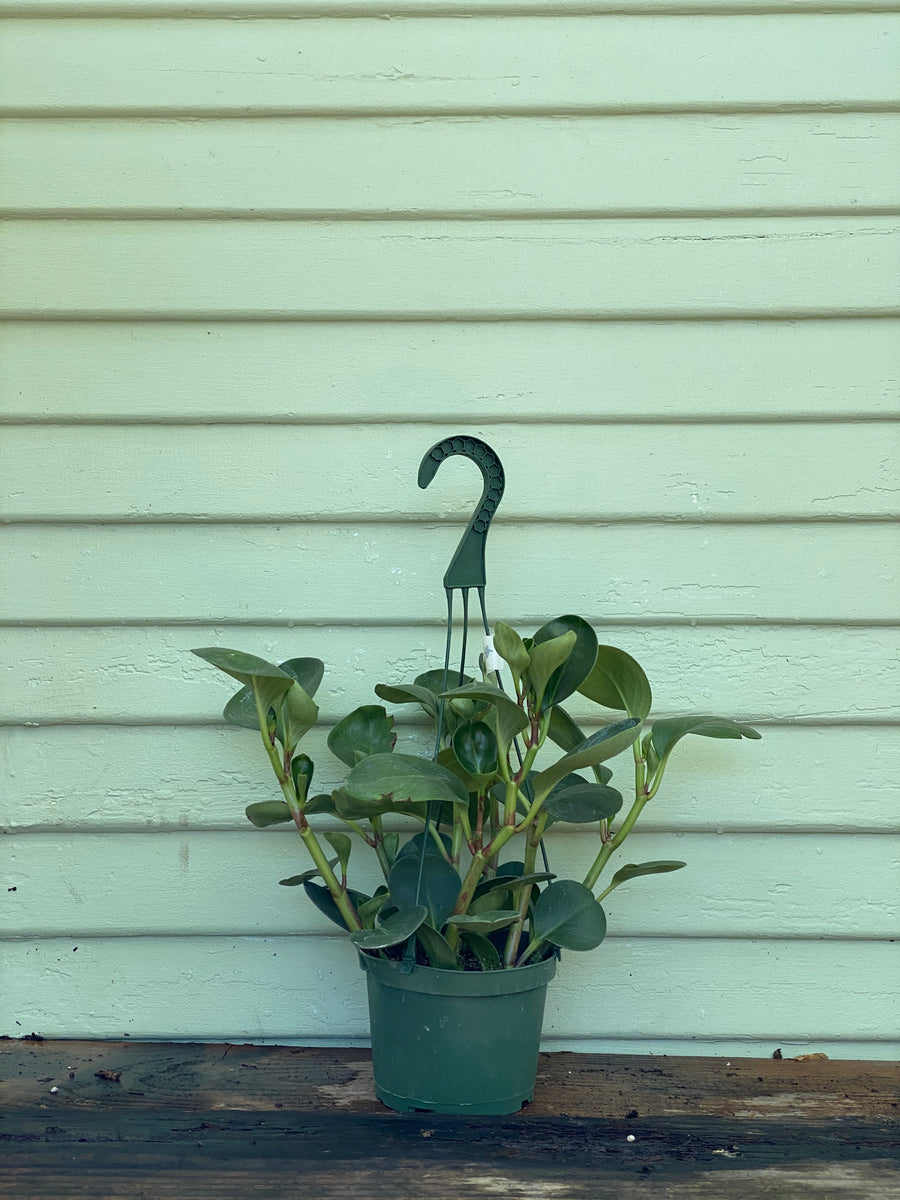 peperomia obtusifolia hanging plant Peperomia obtusifolia