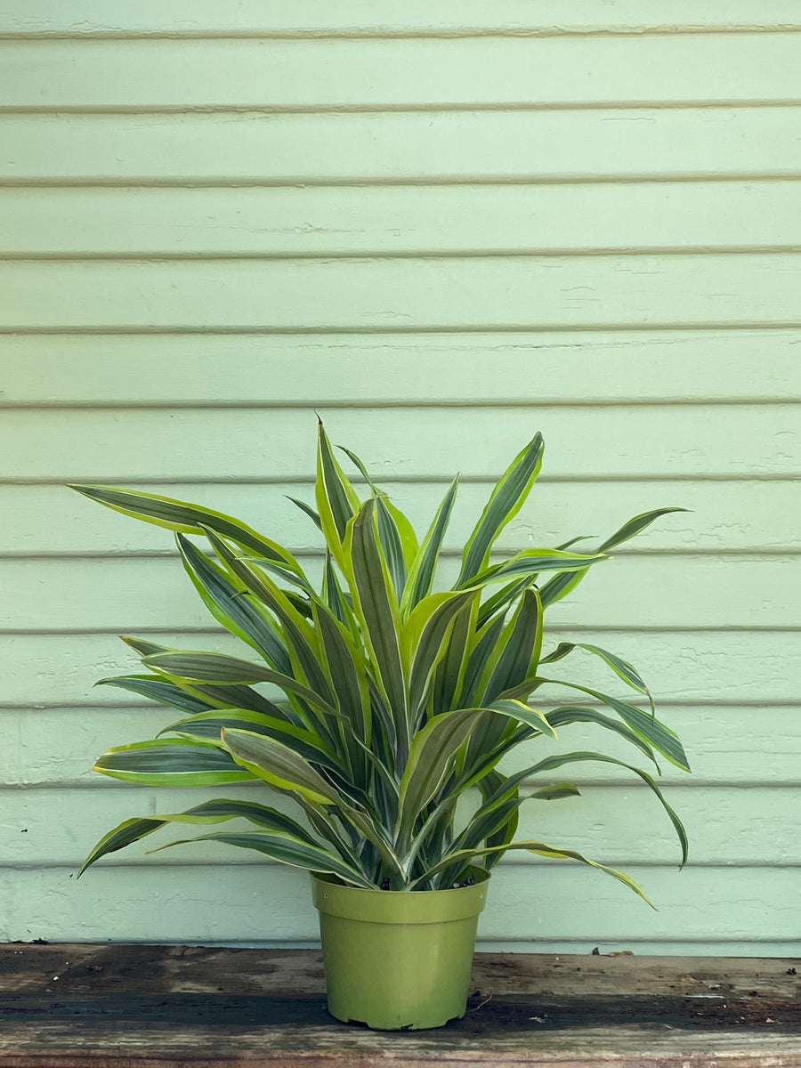 Dracaena Lemon Lime