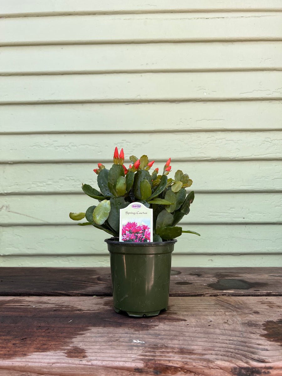 spring cactus Schlumbergera gaertneri - Spring Cactus