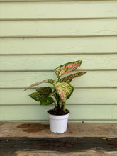 Load image into Gallery viewer, Chinese Evergreen - Lady Valentine