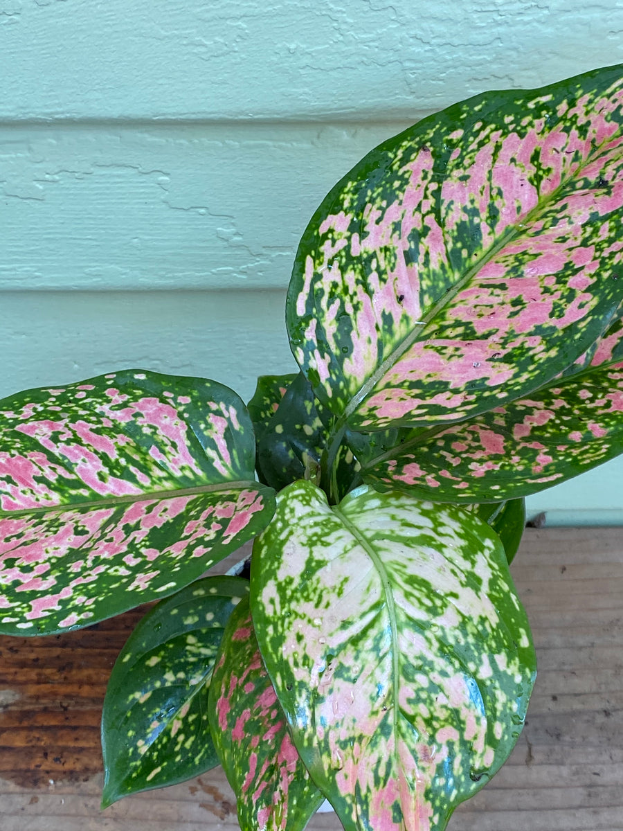 aglaonema pink anjamani Aglaonema | Chinese Evergreen | Lady Valentine