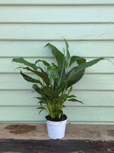 Load image into Gallery viewer, Spathiphyllum - Peace Lily