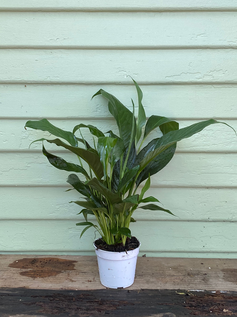 price of peace lily plant Spathiphyllum - Peace Lily