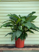 Load image into Gallery viewer, Spathiphyllum - Peace Lily