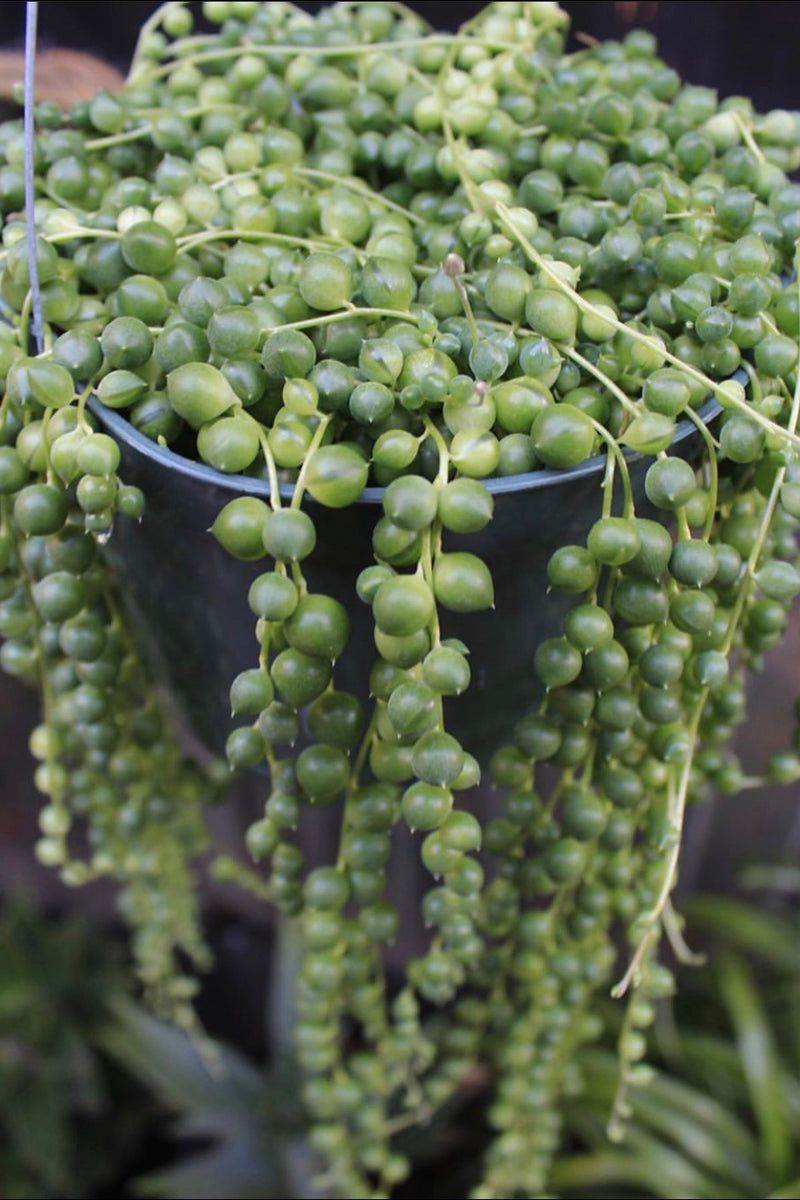 string of grapes succulent Senecio rowleyanus | String Of Pearls | Rosary Vine